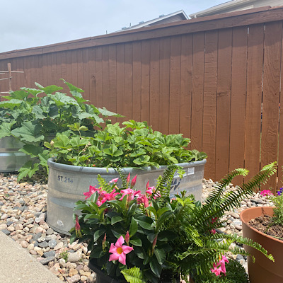 Fence Washing Near Me